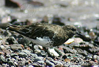 LRCP0060  Arenaria melanocephala.jpg