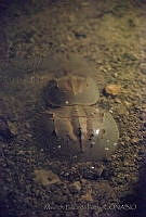 MEP03 Limulus polyphemus.jpg