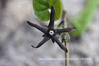 MN6PyH0140 Matelea pilosa.jpg