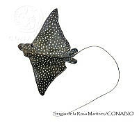 SRM0089 Aetobatus narinari.jpg