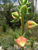 OTV2819 Echeveria sp..jpg
