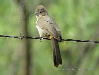 MCS172 Melozone fusca.JPG