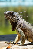 JCAD 012 Iguana iguana.jpg