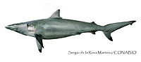 SRM0102 Carcharhinus brevipinna.jpg