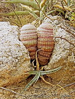 TMRP0013 Echinocereus pectinatus.jpg