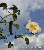 JJBC0493 Sida abutifolia.JPG