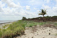 LH002 hum 0433 Cocos nucifera.JPG