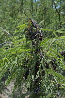 IMDOC3385 Thasus gigas.JPG