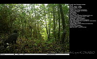 FJBL0151 Buteogallus urubitinga.jpg