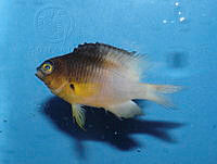 FMZ 0121 Stegastes partitus.JPG