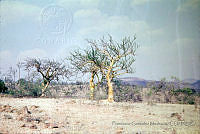 FGM3631 Bursera sp..JPG