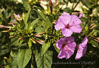1099 Mirabilis jalapa.jpg