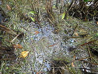 UM001 0160 Avicennia germinans.jpg