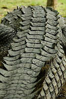 IMDOC0980 Crocodylus acutus.jpg