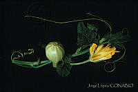 JL0012 Cucurbita sp..jpg