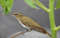 MGaves 2816 Vireo olivaceous.jpg