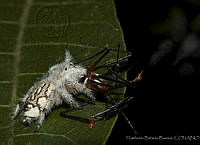 HBB0392 Paraphidippus fartilis.jpg