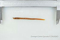 SGQ1460 Tetrapleurodon geminis.jpg