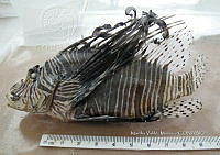 HE009 P 1551 Pez león asiático.JPG