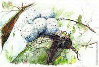 JMRM0021 Mammillaria hahniana.jpg