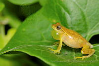 IMDOC0983 Tlalocohyla smithi.jpg