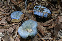 SAV01 Lactarius indigo.jpg