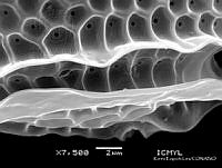 KEL0212 Metaphalacroma skogsbergii.JPG