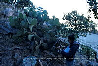 RG025 0044 Opuntia hyptacantha.jpg
