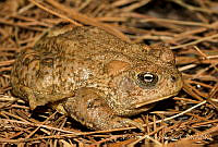 ECA0149 Anaxyrus mexicanus.jpg