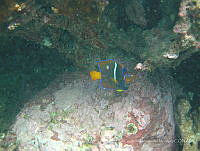 LGHM015 Holacanthus passer.jpg
