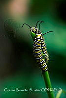 CBS003 Danaus plexippus.jpg