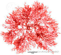 LDGR050 Schizymenia pacifica.jpg