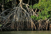 FBA0517 Rhizophora mangle.jpg