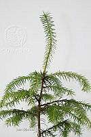 IMDOC 4805 Abies religiosa.jpg