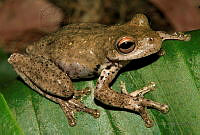 ISZ0050 Ptychohyla zophodes.jpg