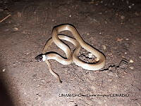 PJ016 0298 Tantilla calamarina.JPG