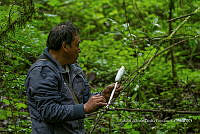 ZAPF 0672 Coprinus comatus.jpg