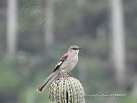 CAR 0004 Mimus polyglottos.jpg