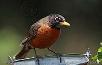 MGaves 2747 Turdus migratorius.jpg