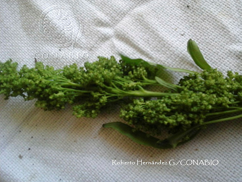 ZG017%200079%20Chenopodium%20nuttalliae.jpg.kifEko70MYG7USFjQA3g0JtbmFja29CbnFuZ3NAbXJ6LGtwZwA.6gfhYFyUgV