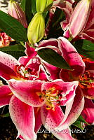 3R 01323 Lilium sp..jpg