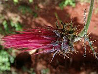 OTVBK029 1322 Cirsium anartiolepis.jpg