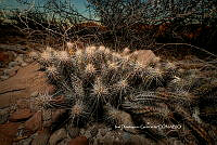 IDG Nat 0058 Echinocereus brandegeei.jpg