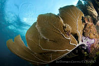 IDG0588 Gorgonia flabellum.jpg