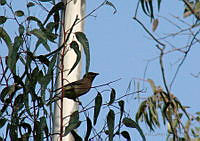 CGL0356 Bombycilla cedrorum.jpg