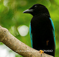 MN6F0129 Cyanocorax yucatanicus.jpg