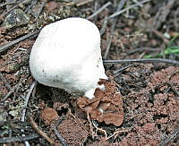 EPS0006 Lycoperdon ericaeum.JPG