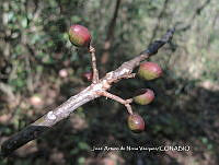 JAdNV0084 Bursera simaruba.JPG
