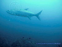 CGG0678 Megalops atlanticus.JPG