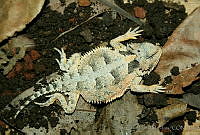 JCHM0075 Phrynosoma orbiculare.jpg